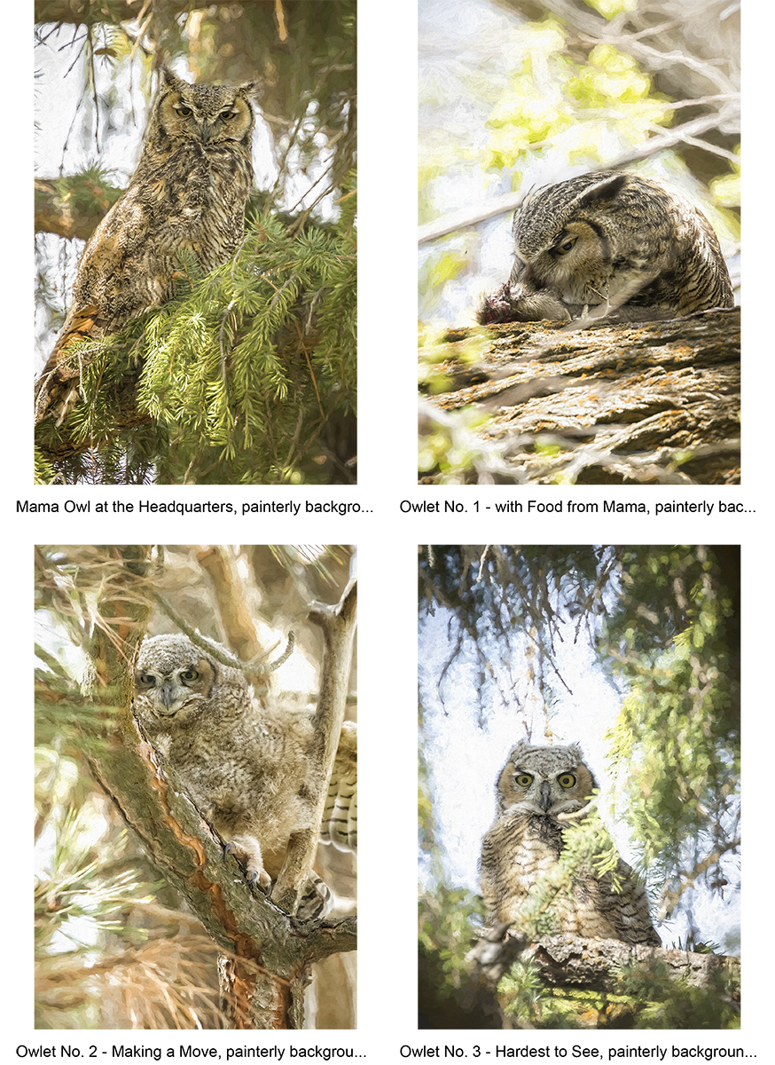 Each of this Great Horned Owl's owlets had climbed to a different tree (before they can fly). She was in the same tree as No. 3 fineartamerica.com/featured/mama-… fineartamerica.com/featured/owlet… fineartamerica.com/featured/owlet… fineartamerica.com/featured/owlet…