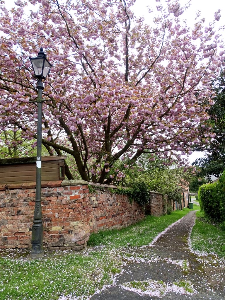 Cherry blossom at Londesborough 🌸🌸🌸 #blossom #cherryblossom #cherrytrees #londesborough #village #yorkshirewolds #eastriding #spring #april #walk #wandering #roaming #keepexploring #staycurious #saturday #weekend