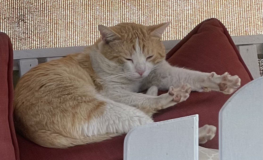 Our little backyard stray, dirty and smelling like rosemary(!) slept inside for awhile- then with a big kitty stretch, went to sleep outside on the couch swing. #Caturday