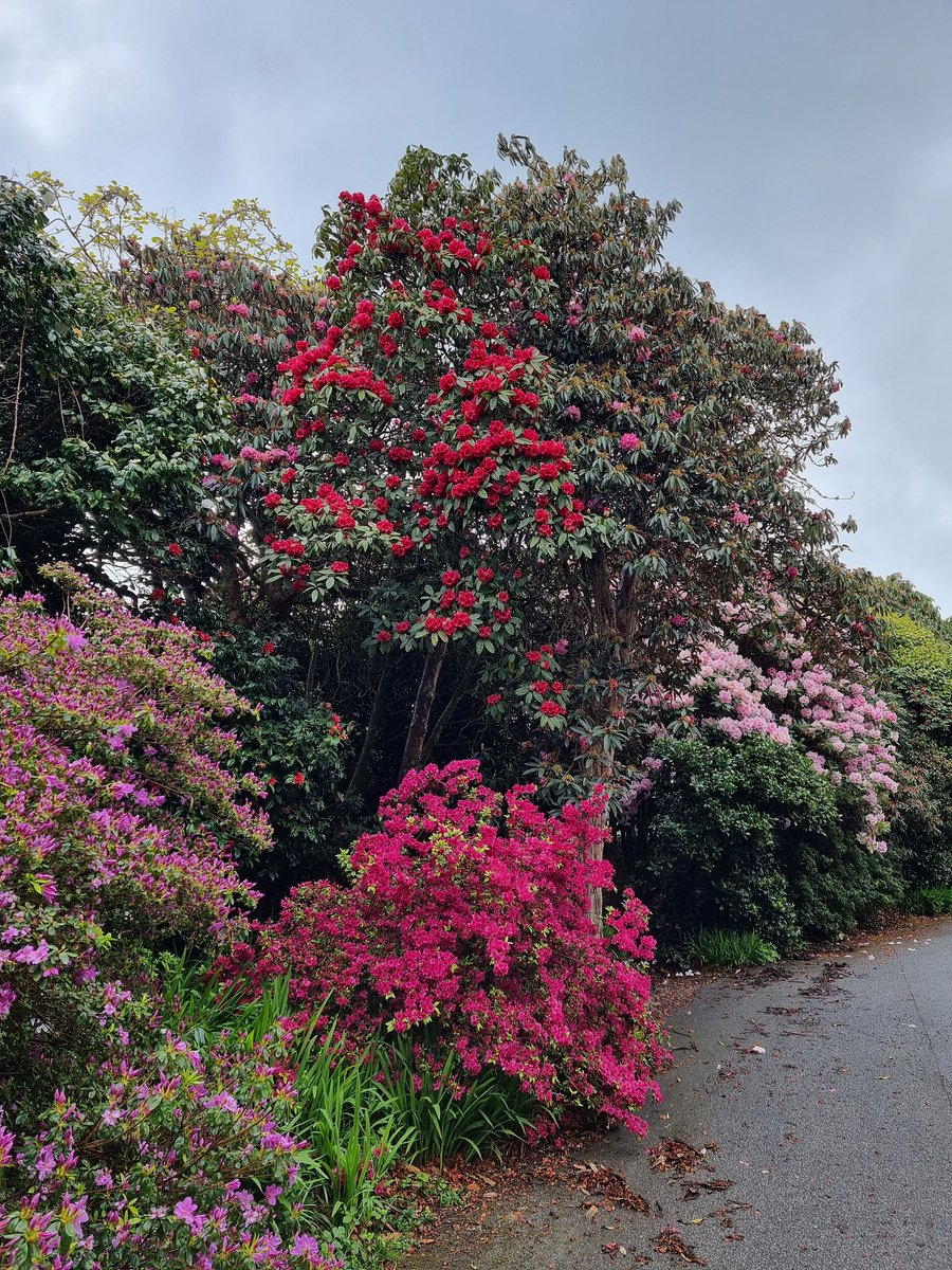 A quick walk around Tremough this evening. #rhododendrons #gardens #Cornwall
