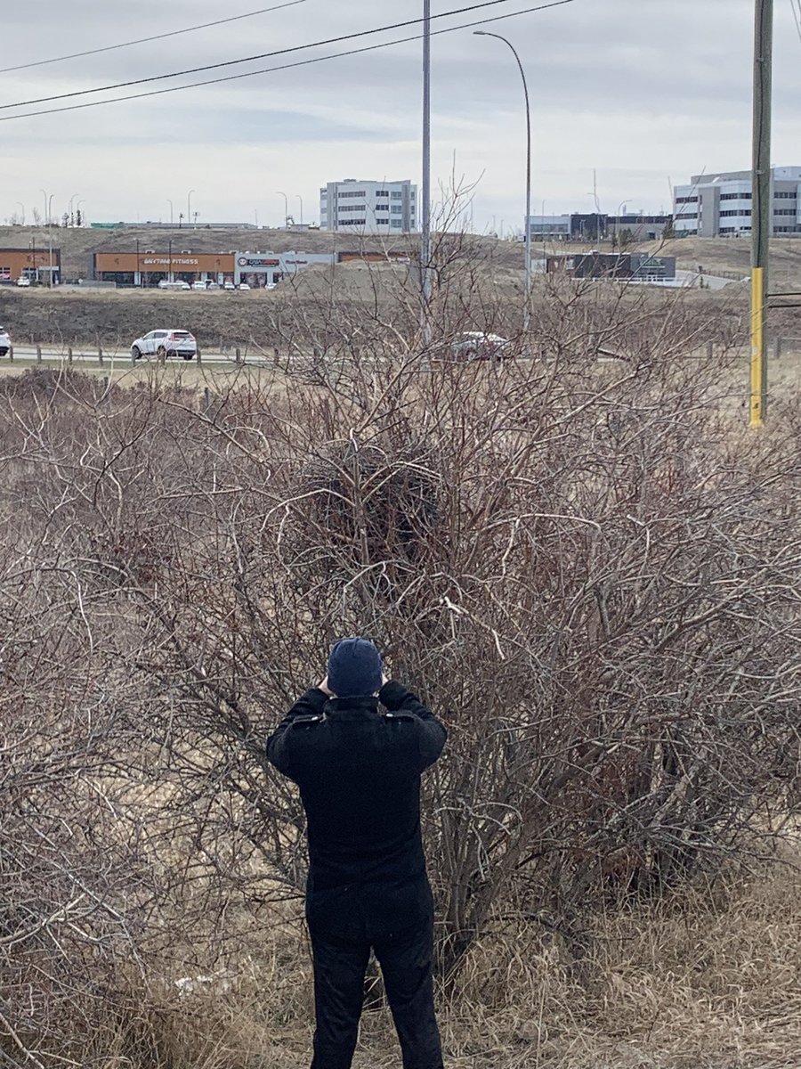 We had an awesome morning with @CityNatureYYC for the #CityNatureChallenge. If you missed us today, come hang out with us tomorrow at 1:30pm when we BioBlitz the West Nose Creek. #SaveNoseCreek More Info: savenosecreek.com/news-events/20…