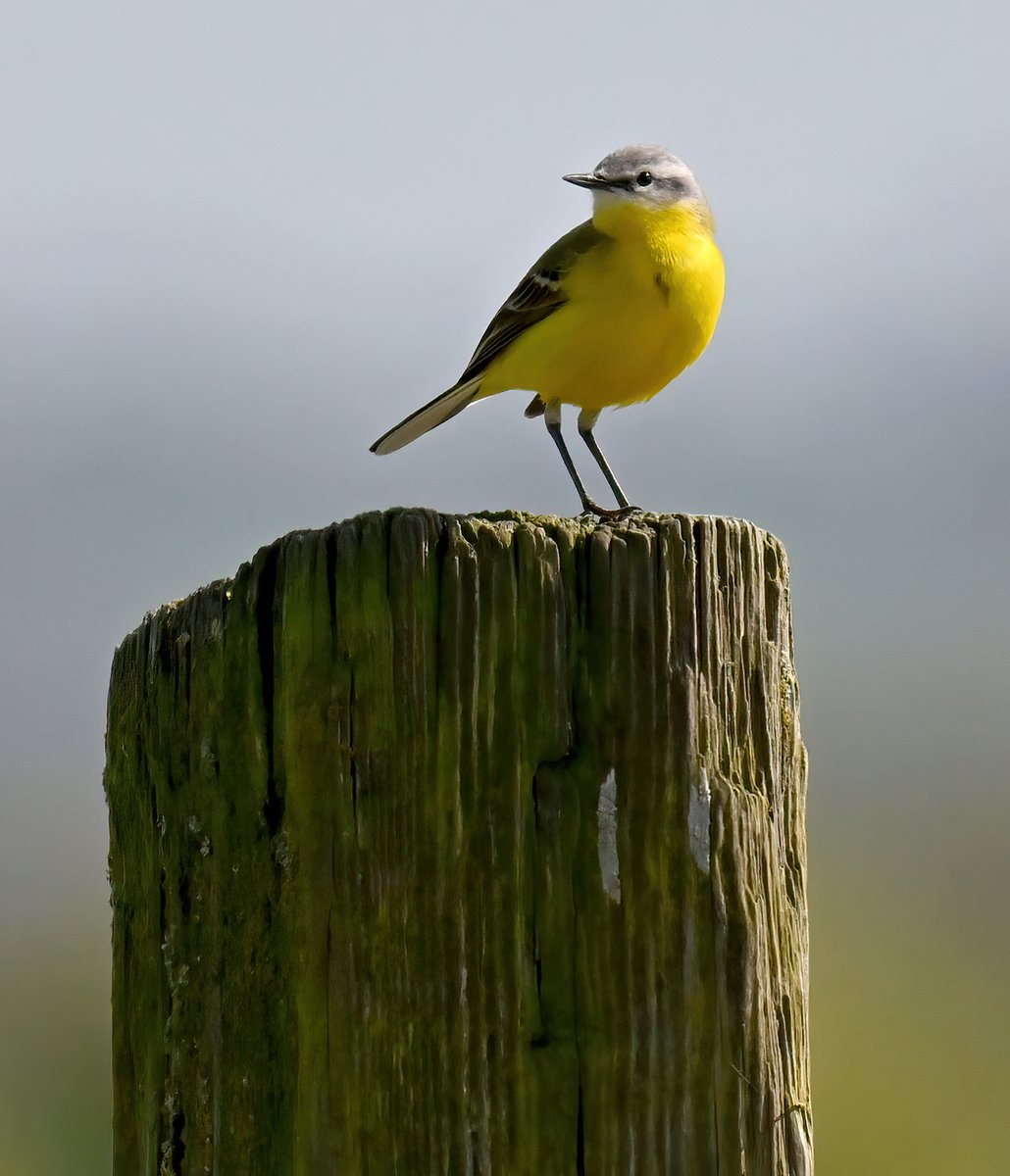 Channel Wagtail on a post. 😍
 Taken last weekend at Tealham Moor in Somerset. 🐦