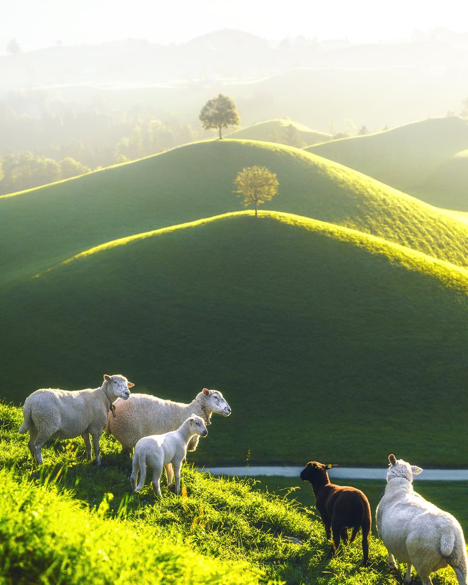 Switzerland 🇨🇭