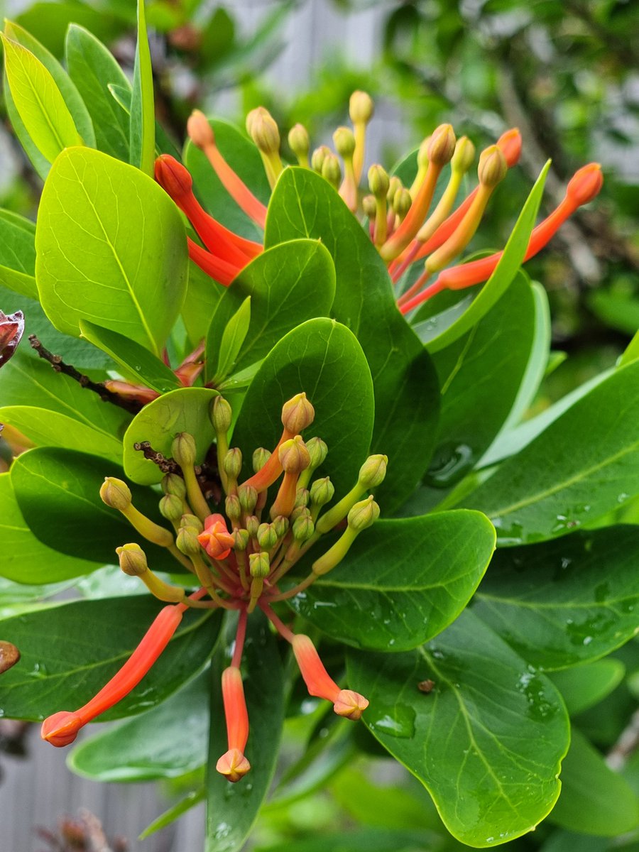 More from Tremough. #gardens #exotics #Cornwall