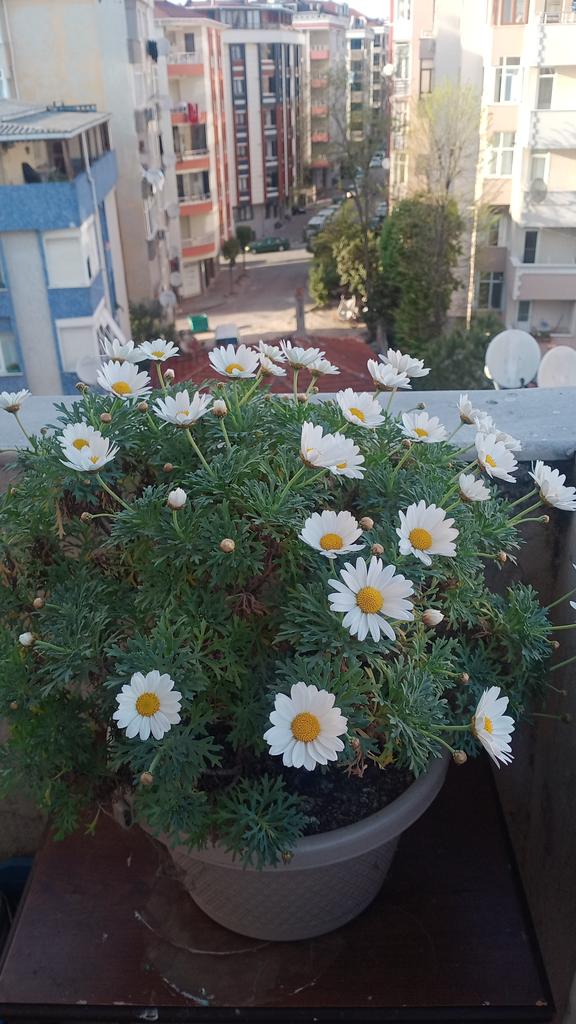 SengullAyy's tweet photo. @moodsuzIuk https://t.co/jvHq0W3Tg4