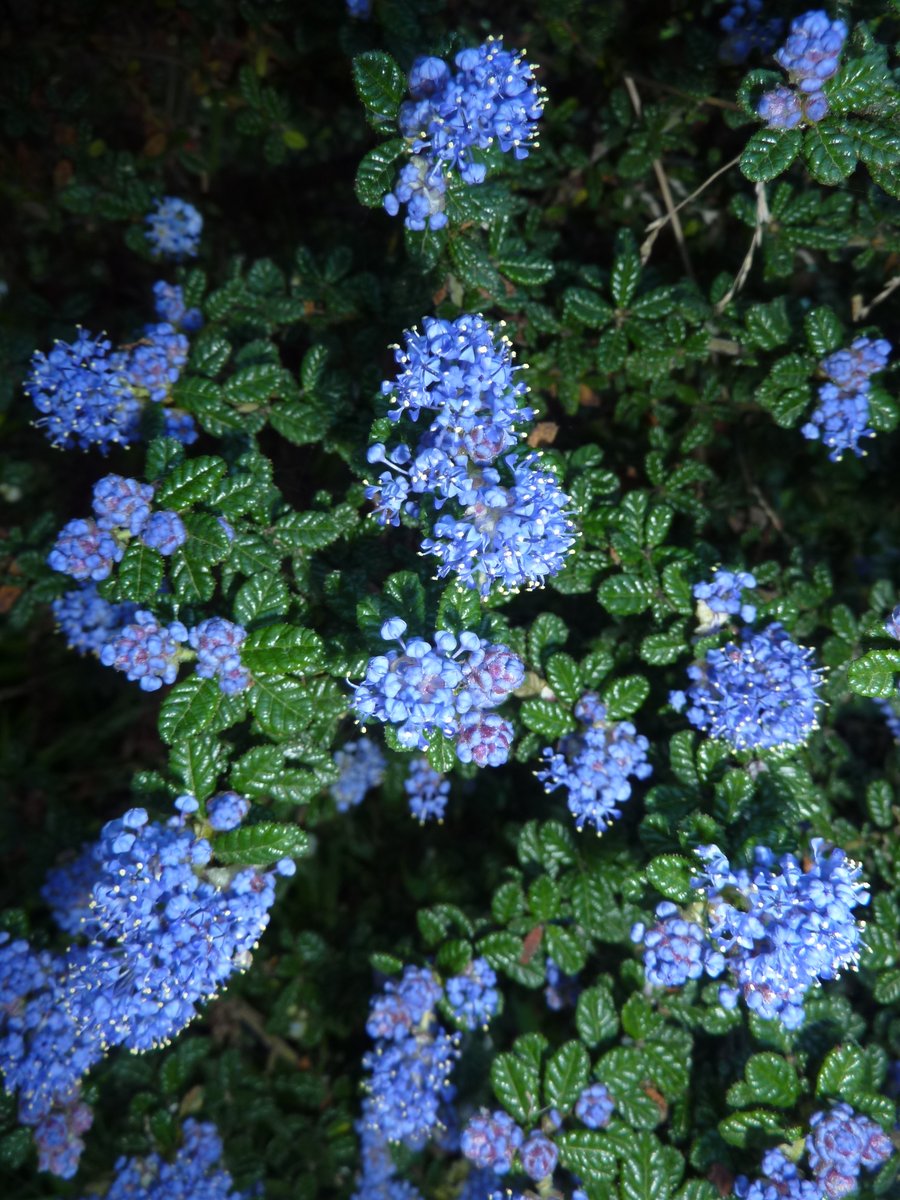 As the spring bloom season continues to put on quite a show, we are focusing on some of our native plant species that can be found on the Zoo's grounds. Today we highlight the Ceanothus ‘Dark Star’, which is a California native plant that requires low water use.