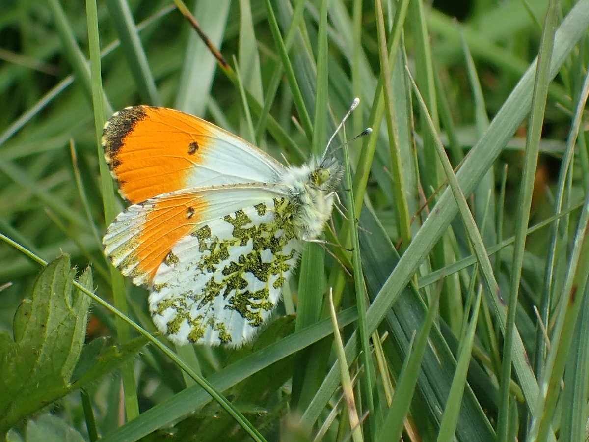 It's cold and wet so here's an Orange Tip to lighten things up.