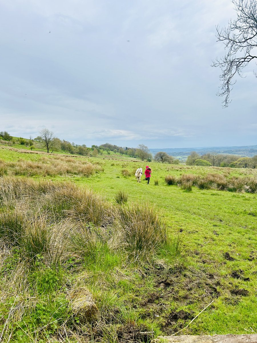 bernardsfarmuk's tweet photo. A girl’s first love… 🥰 🧡 🐴
#Pony #FirstLove #Barbara #StaffordshireMoorlands #HillFarm #TenantFarmer #poniesareagirlsbestfriend #NativePonies #Love https://t.co/VlzdR8MJHR