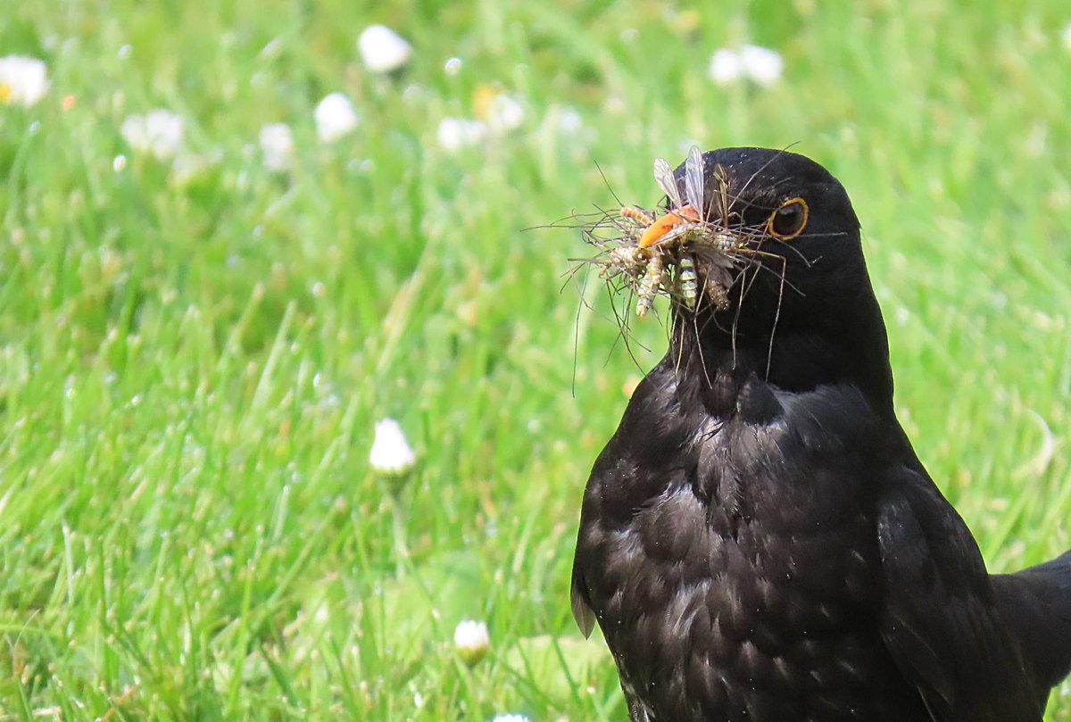 ramsgatebirds tweet picture