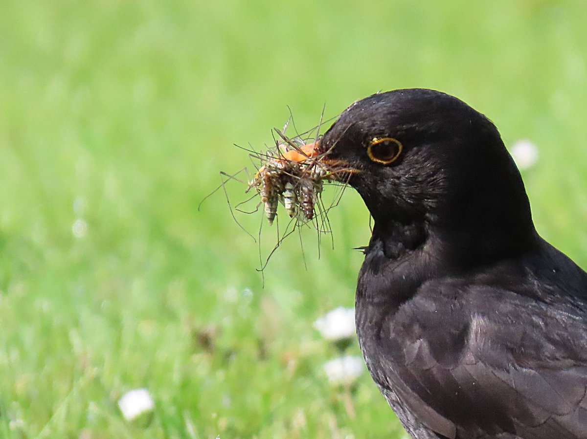 ramsgatebirds tweet picture