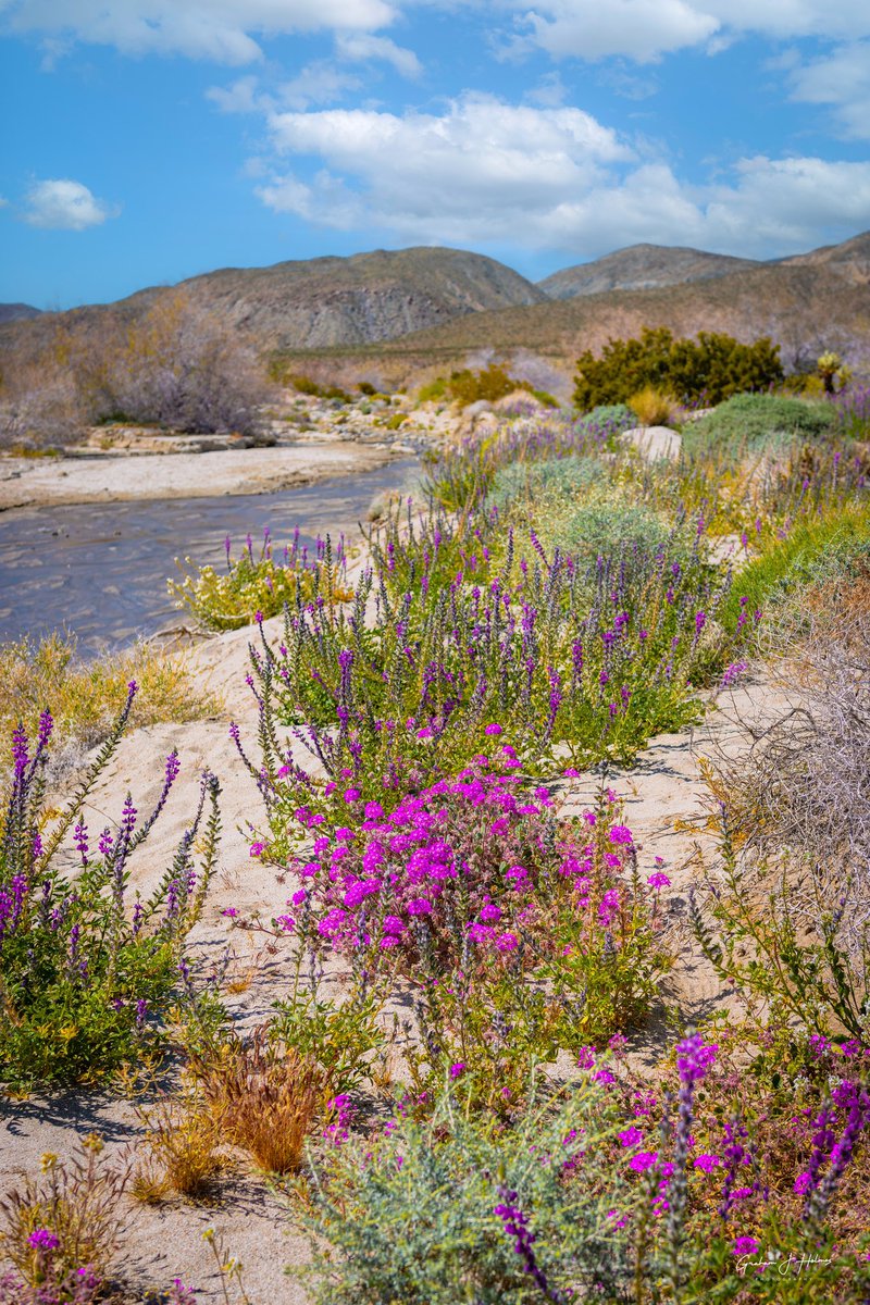 Flowers in the desert. Alongside a flowing river that is normally dry. So beautiful to see. Anza Borrego. #anzaborrego #anzaborregodesertstatepark #desertbloom #canonexploreroflight #canonusa #ShotOnCanon #adventurephotography #travelphotography #landscapephotography #teamcanon