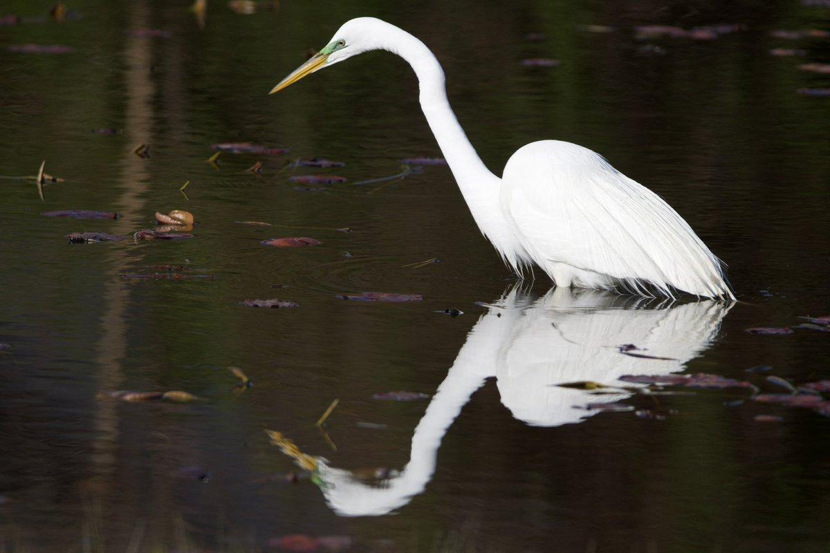 Mirror mirror in the pond. #TwitterNatureCommunity #CTNatureFans #birdphotography #egret