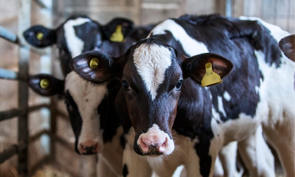 A MUST READ Newborn Calves Crammed in Truck With No Milk or Water Shows Cruelty of Standard Dairy Practice ladyfreethinker.org/newborn-calves…