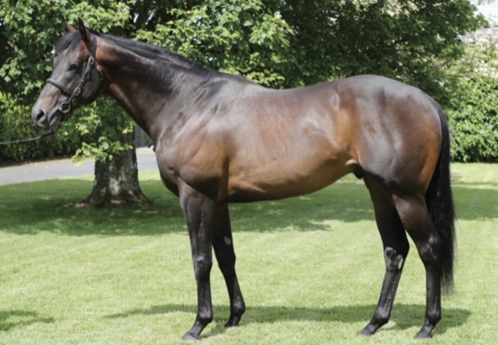 YeomanstownStud's tweet photo. Mr Irrelevant lands the lucky last @RiponRaces bringing up and across the card double for sire #InvincibleArmy today following So Obsessed’s victory @WolvesRaces earlier. Well done to all connections 👏

@GrantTuer | @RiverDownsStud | @MarcoBotti | @BrendanWilkie https://t.co/7qBHmQ8xBb