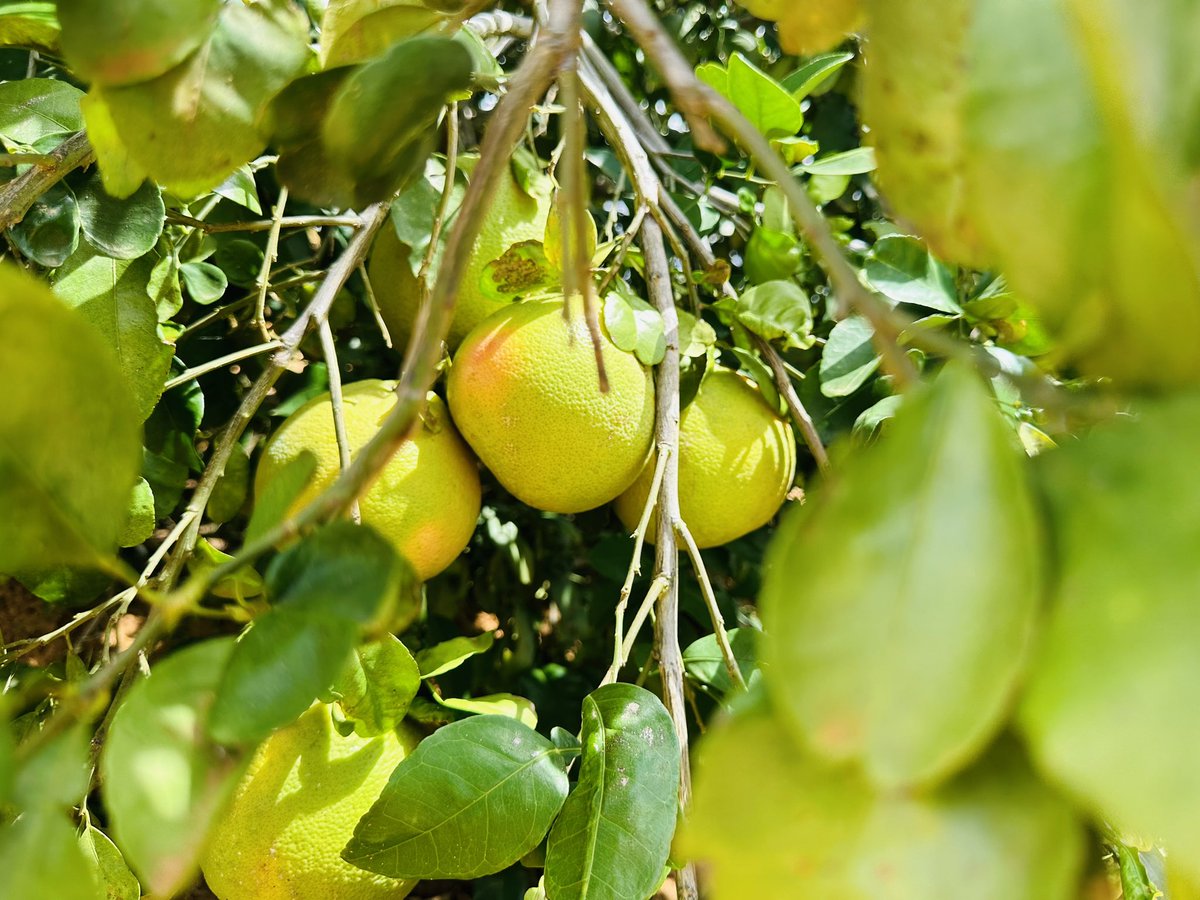 Good News 🇸🇴🍊. Our innovative approach has enabled us to introduce ( Liin Balbeelmo ) Grapefruit, a compact tree yielding abundant harvests swiftly and thriving in our nation diverse weather conditions.