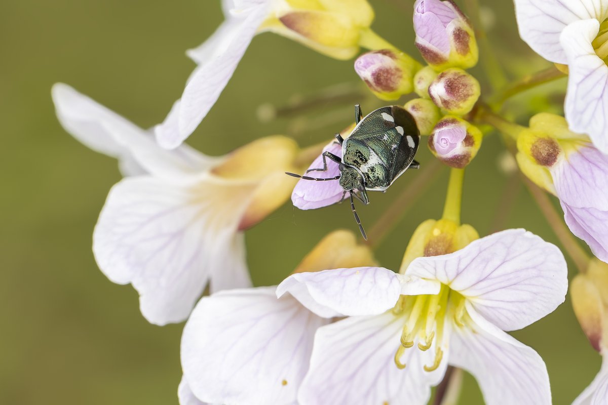 Brassica Shieldbug. Found some last year on a roadside verge but this is only the second time I've found them. Quite a small shield bug but quite a pretty one. They vary from white, yellow and even red spots