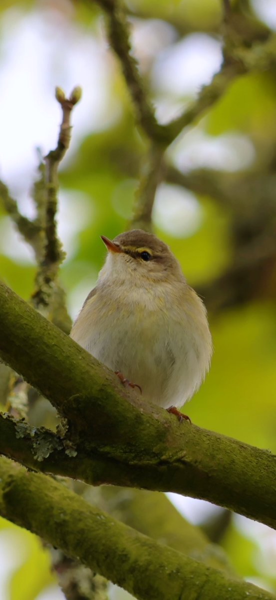Willow Warbler 🐥 #LoughNeagh