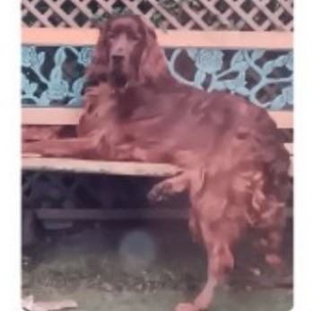 millypod1's tweet photo. 🆘27 APR 2024 #Lost DILLON #ScanMe #Tagged
YOUNG Red Irish Setter Male
Near Bankfields Farm #Eston #Cleveland #EstonHills #TS6 nr by #Middlesbrough North Yorkshire
https://t.co/U039iMYzQb https://t.co/hMCJM9TsQe