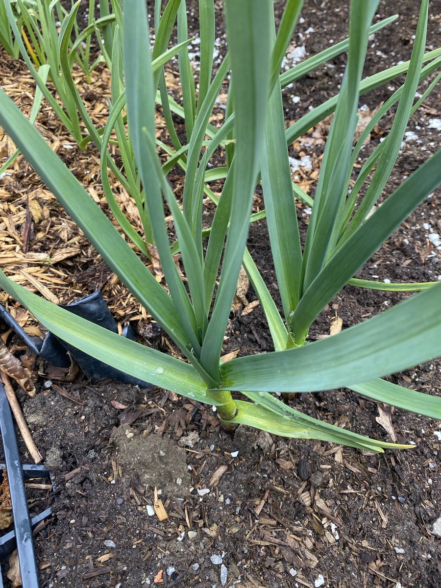 #Garlic #LookingGood 🧄 😎🙌