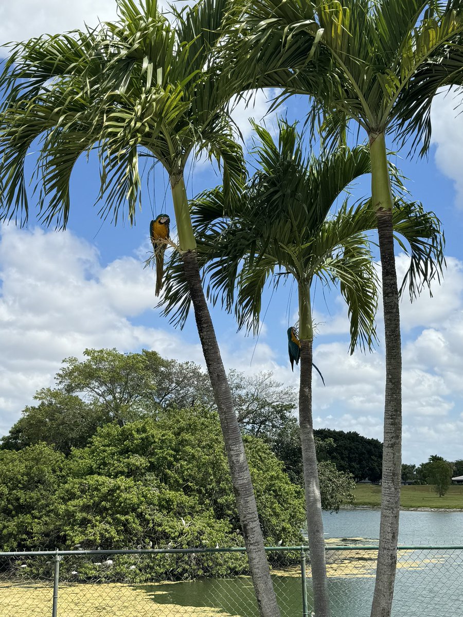 These two macaws often fly near the Calusa Rookery, and all over our community, painting the sky with their vibrant colors. Talk about a winged masterpiece!
