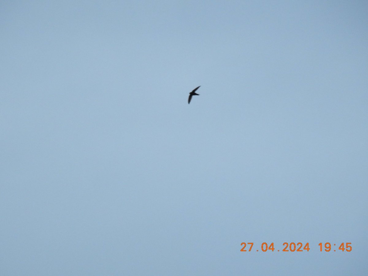 1 Swift turned up few minutes ago here in Dungarvan town centre .