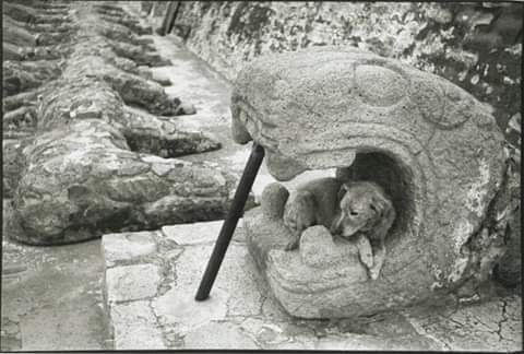 Perro acostado dentro de la Boca de la Serpiente de la Pirámide de Tenayuca Edo. de México 1934
Fotografía: Henri Cartier Bresson