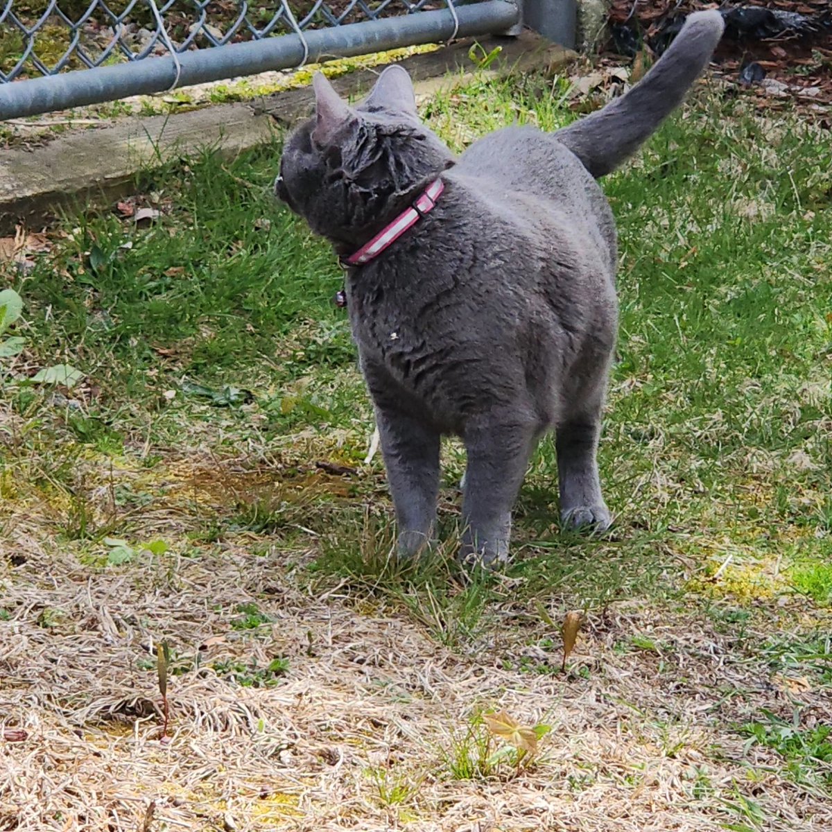 RobertVanBurg's tweet photo. We have nice weather today, so Shadow and I are out in the yard.  Shadow the Explorer . 😻 https://t.co/cOPXePEwoL