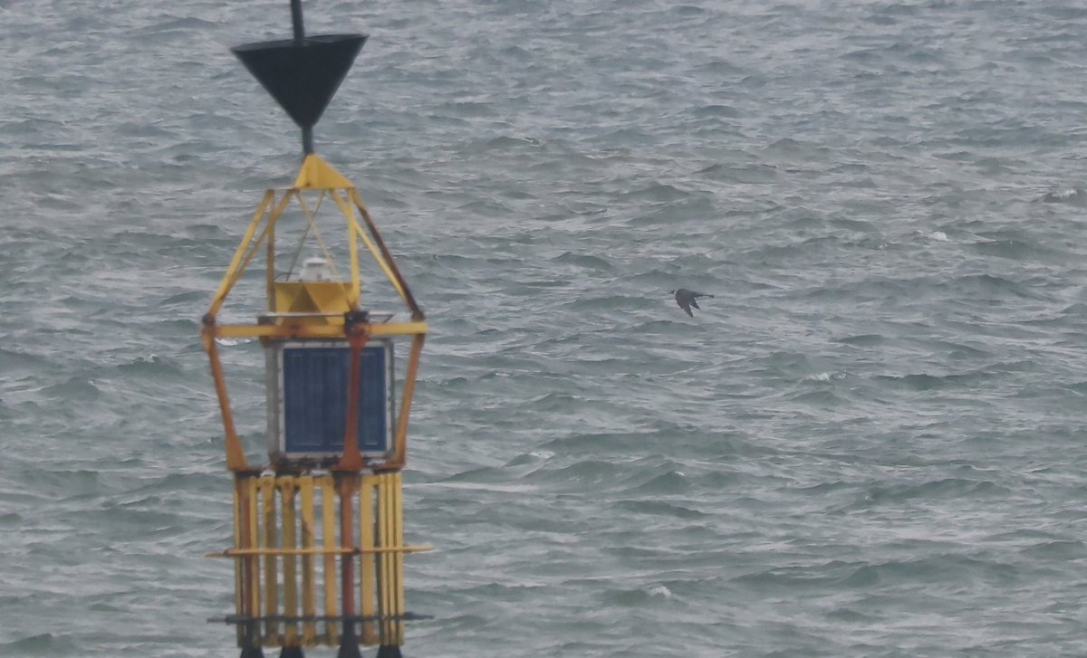 Dungeness. The last of 7 Pomarine Skuas that passed The Point today see trektellen.nl/count/view/238…