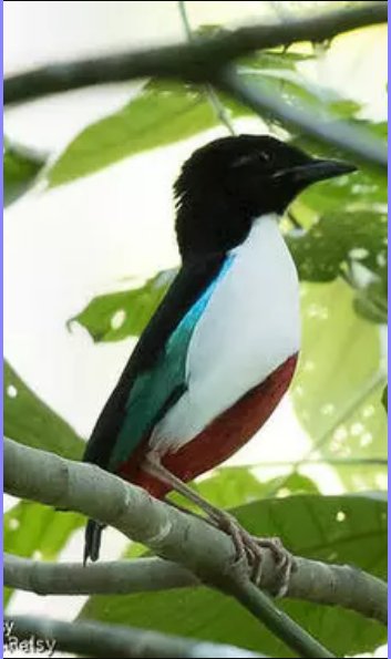 'بِيتَا عاجي الصّدر' (Ivory-breasted Pitta) من فصيلة العصفوريات. سأُسمِّيهِ 'طائر فلسطين'👇