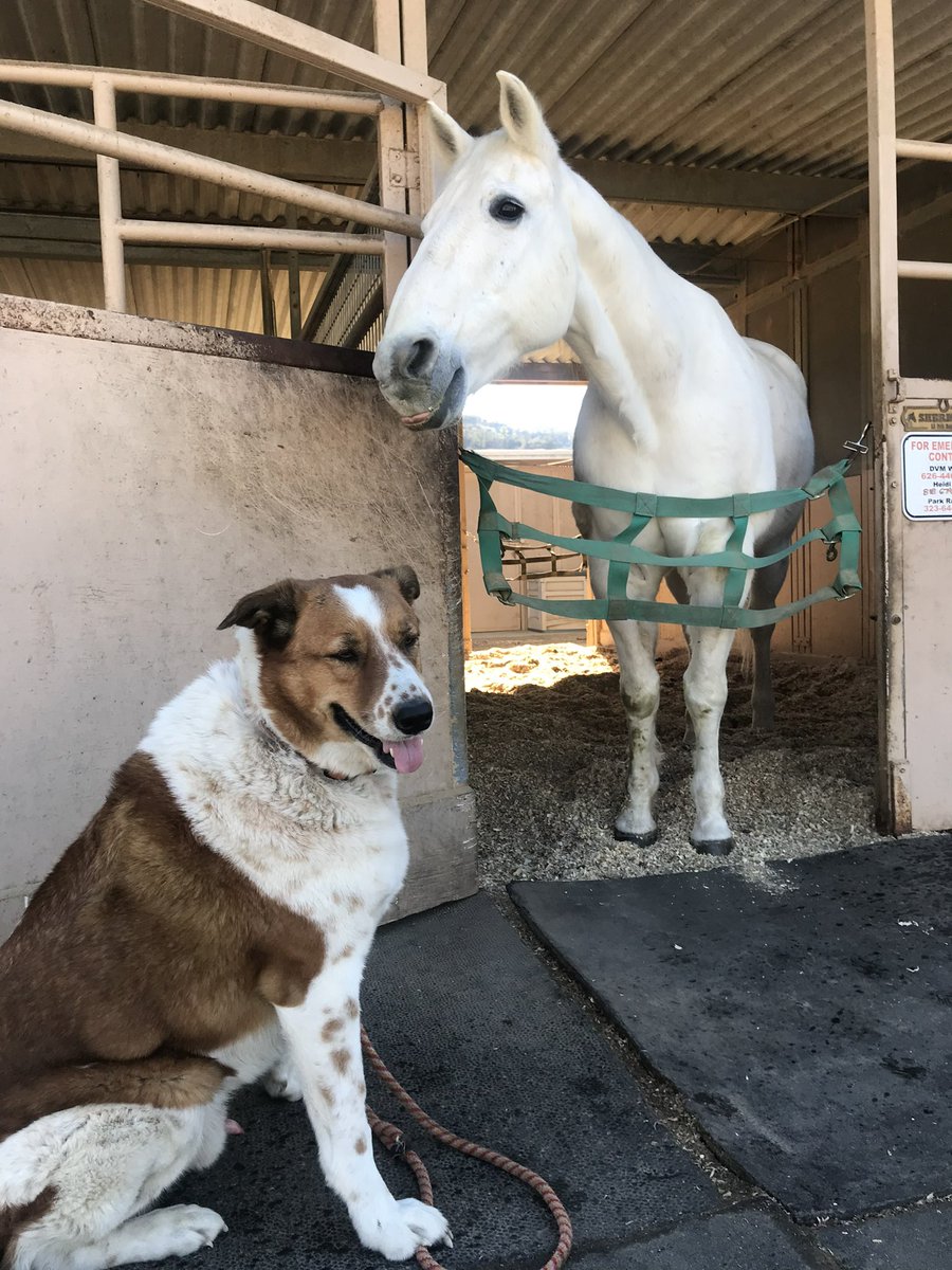Our rescue Finley and his buddy Sherman, a Griffith Park Ranger horse. Both are very good boys. #Justice4Cricket