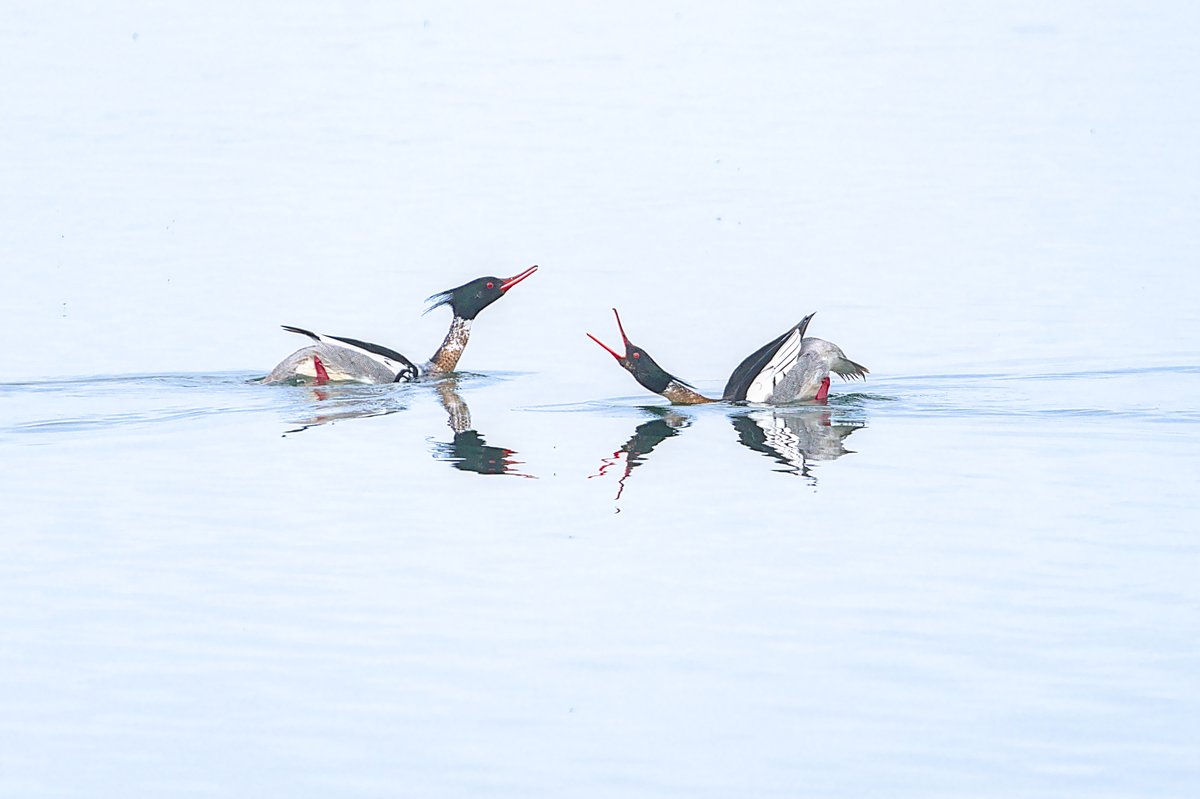 Forgot this one from last week. 
Red-breasted Merganser, passing on the pool. RSPB Hodbarrow.