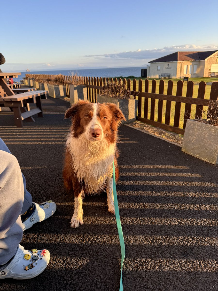 Lovely day playing on the beach at Lundin Links, stroll around St Andrew’s with lots of fuss from everyone she met #populardoggo #visitscotland #bordercollie