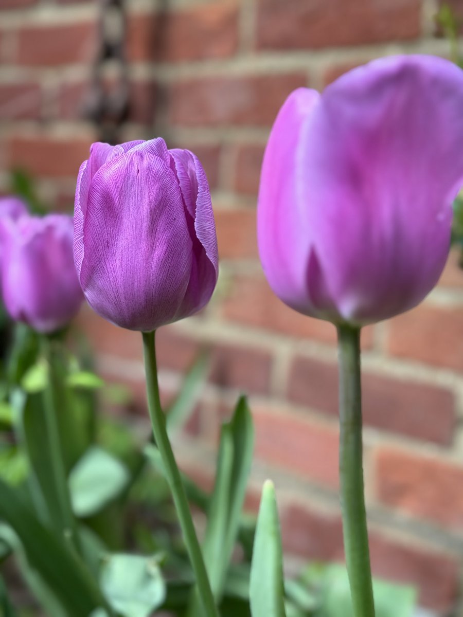 Purple “Alibi” tulips 🤩 from @farmergracy #spring #tulips🌷 #hollybushstudio