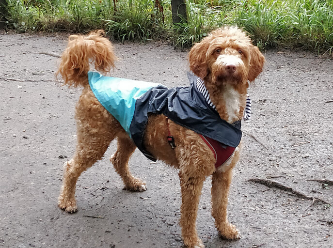 Looking for a dog walker in #Eltham or #NewEltham, #SE9?  Ready Pet Go Ltd have daily lunch time group walks starting from just £10 per hour! For more info see:  readypetgo.co.uk/dog_walking_ne… [472]