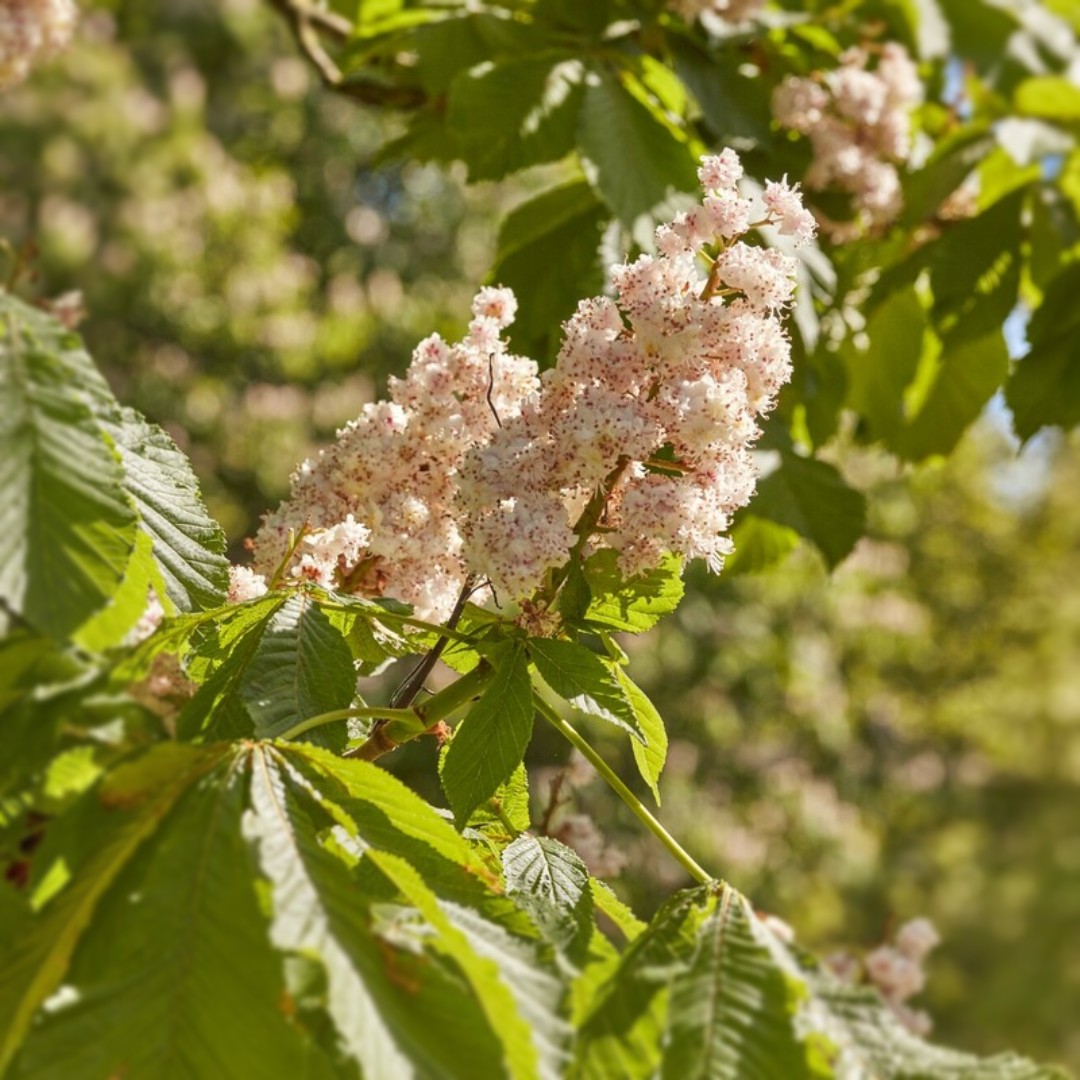 Embracing the season and flaunting its blooms! These horse chestnut tree know how to make a statement 🌸🌳 📍 Hyde Park