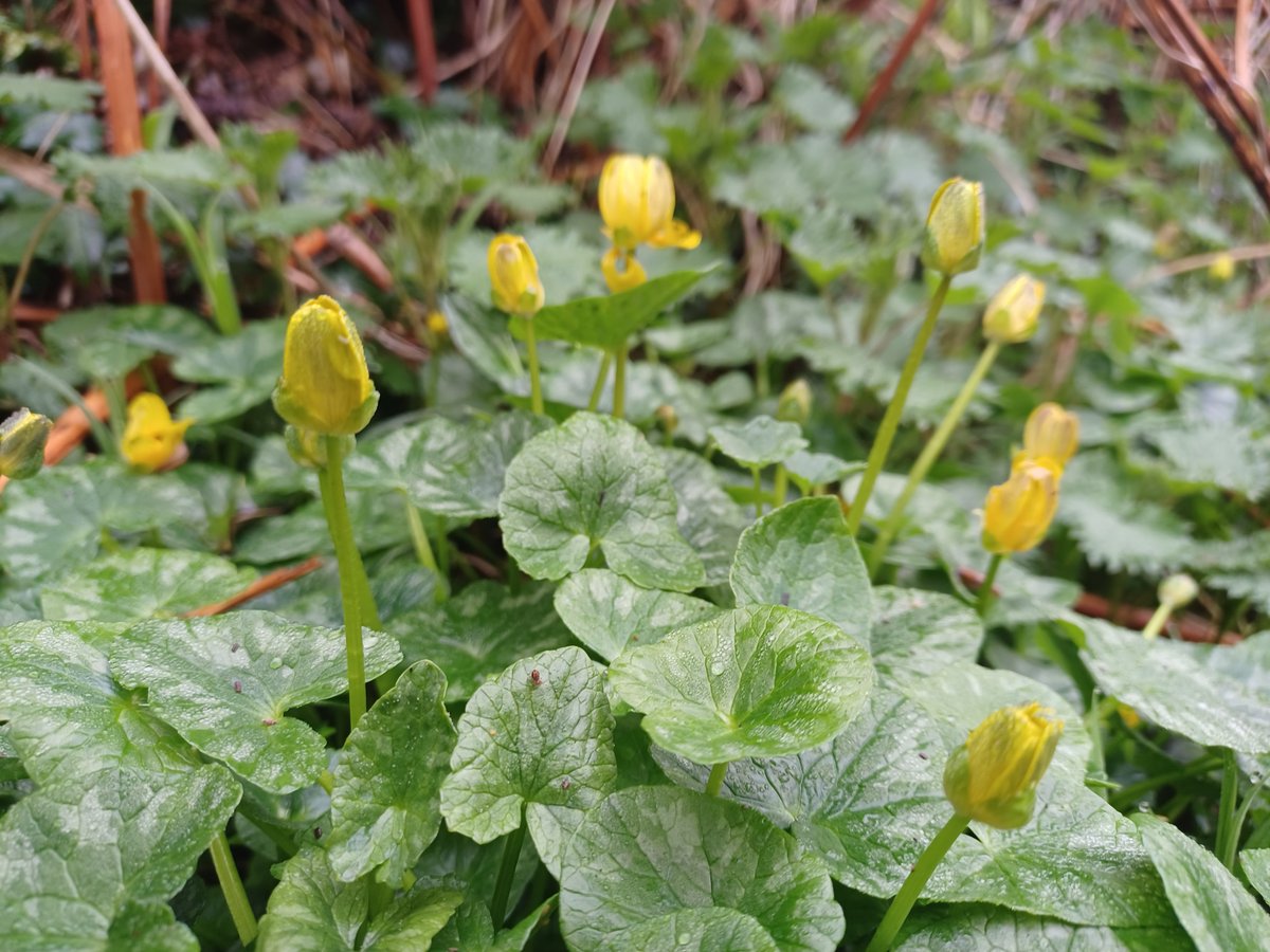 Sleepy flowers 💤 Did you know that some wildflowers on our nature reserves close their petals at night? This is known as nyctinasty, and can be seen in springtime woodland favourites like wood anenome and lesser celandine. 📷 Mark Hamblin/2020VISION, NWWT Jordan Vigus-Hurst