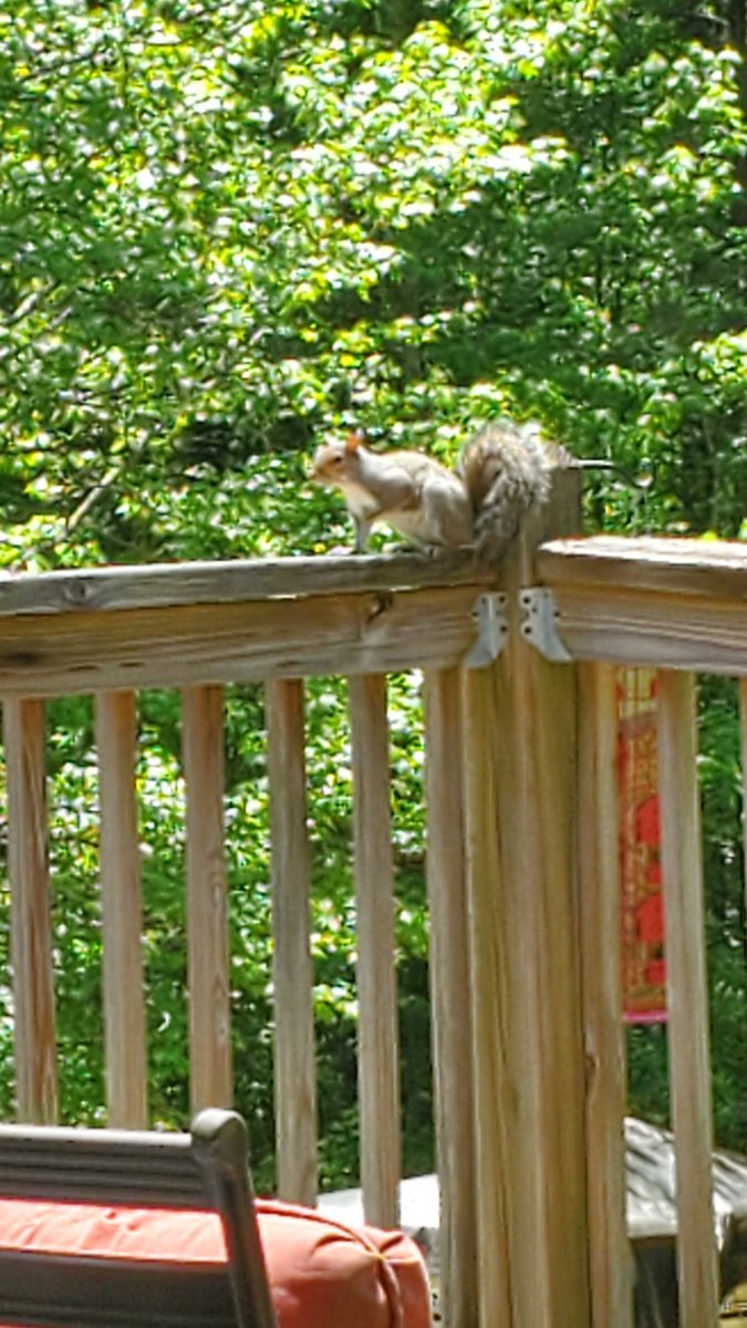 When the squirrel has been hanging around your bird dogs too often... #AmericanBrittanyRescue #ABR #Brittany #Brittanys #BirdDogs #WeLoveBrittanys #BrittanysAreTheBest #Puppy #Dog