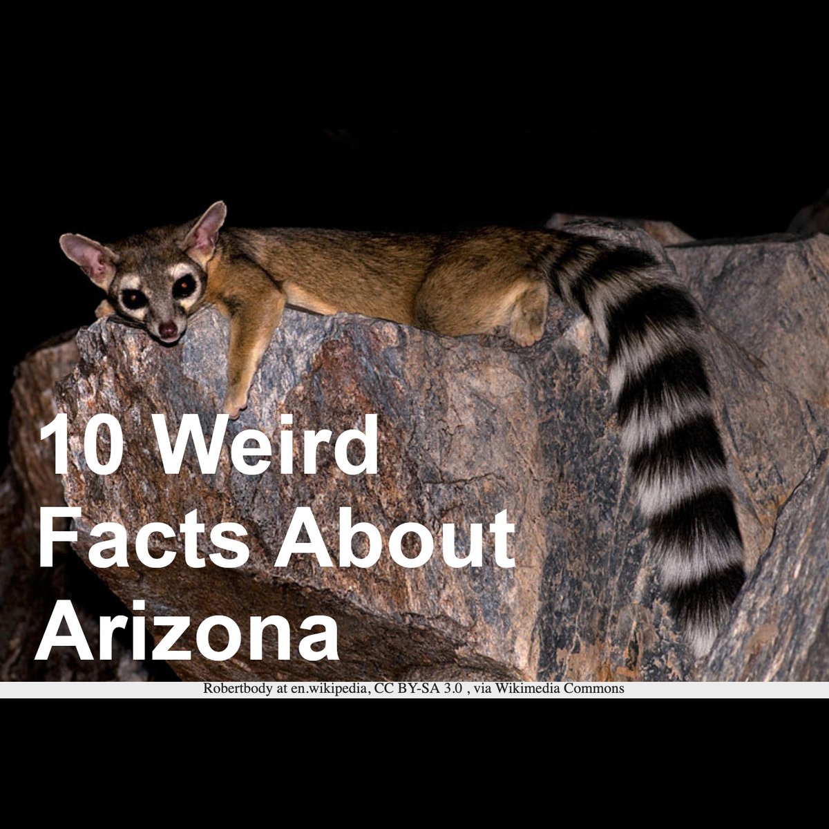Discover 10 weird facts about Arizona at FreeSpeedReads.com/arizona (#Arizona, #Phoenix, #PhoenixArizona, #Tucson, #TucsonArizona, #ArizonaDesert, #ringTailCat, #SonoranDesertToad, #desert, #dryClimate, #SunCity, #ArizonaState)