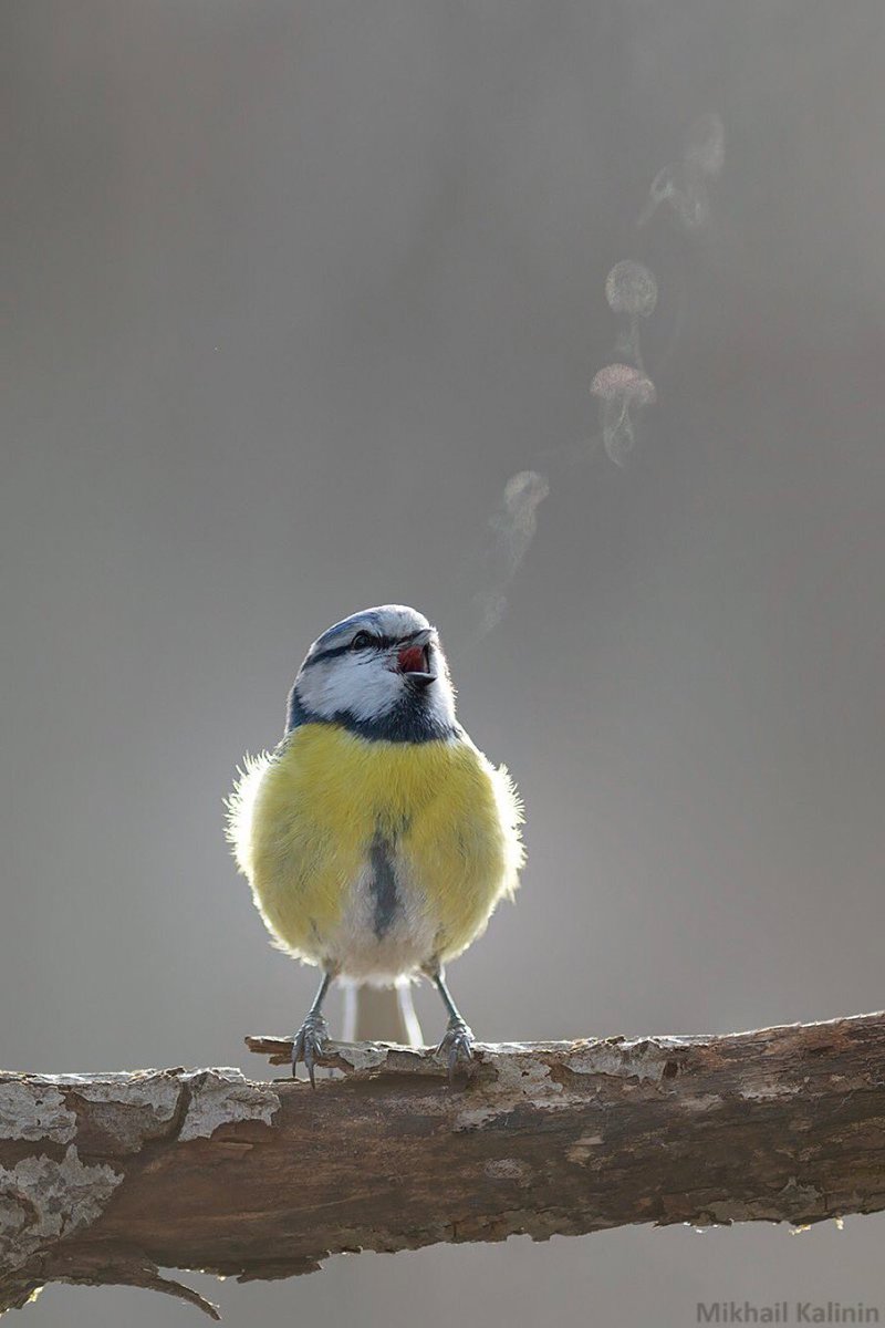 📸 Bird melody in cold weather