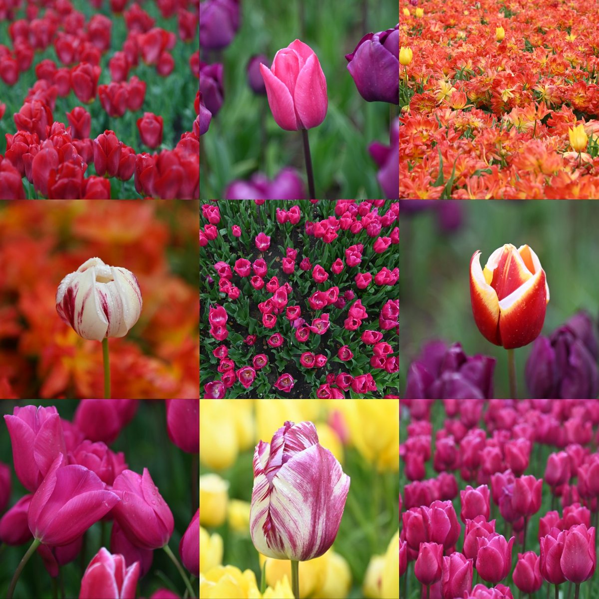 What a day at Tulips for Tapping...

Grey skies were brightened up by the incredible flowers &amp; the lovely folk who came along for two workshops

Thanks to Hannah, Laura, Rachel, Lindsay, Phil, Nadine, Georgie, Emily, David, Damon, Dawn, Charlotte &amp; Tipwadee ♥️🌷

<a href="/Norfolk_Hospice/">The Norfolk Hospice</a>