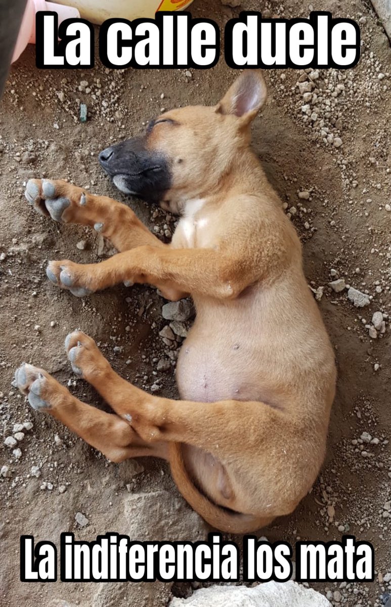 Canelo tuvo la fortuna de ser rescatado pero muchos otros morirán sin recibir ayuda.
Dale la mano a un perrito en necesidad.
Adopta a los perritos rescatados.
Canelo busca una familia,ya es un adulto y sus oportunidades de ser adoptado son muy bajas 🥺
Estamos en CDMX