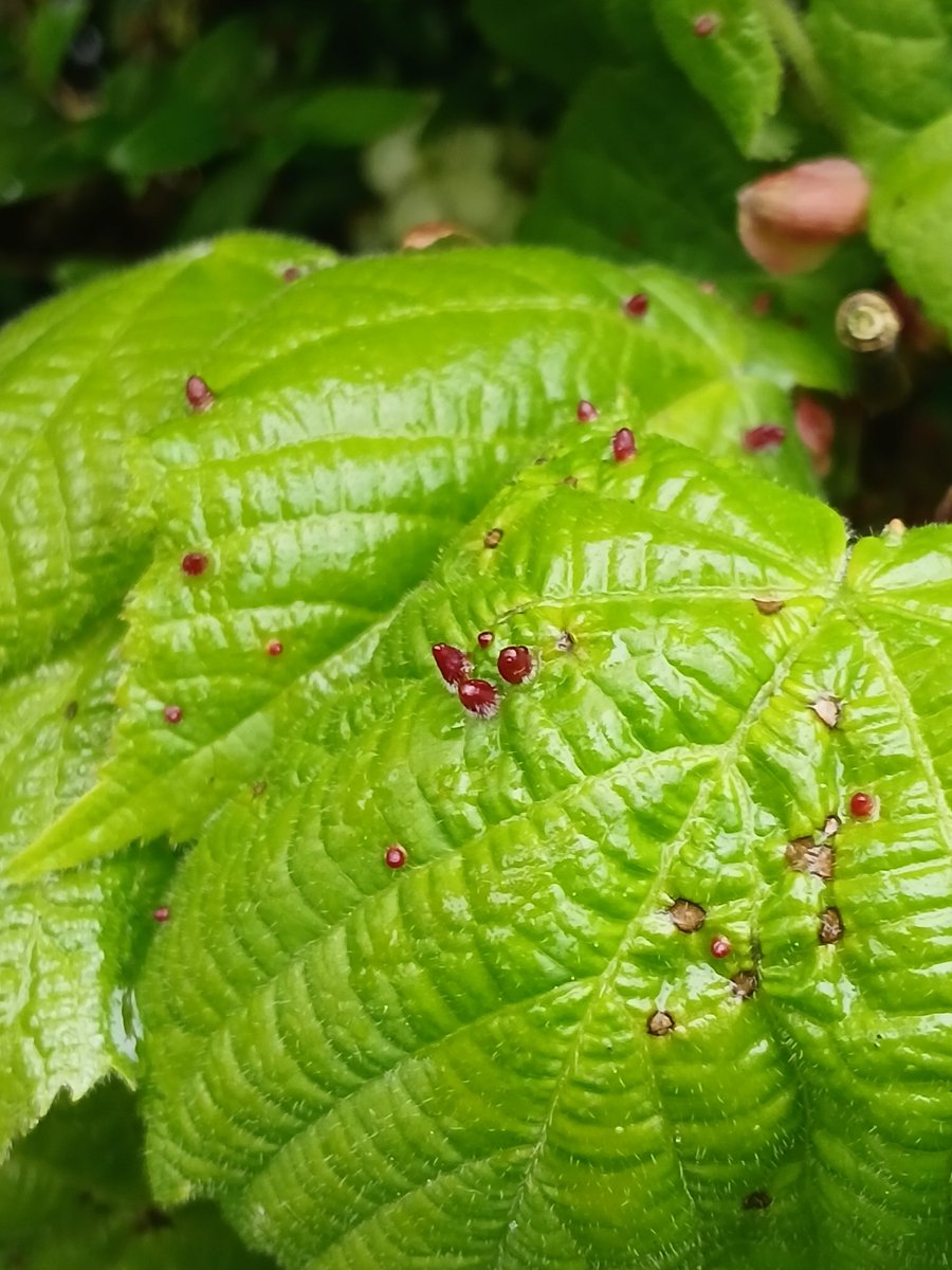 Nail galls on Large-leaved Lime produced by the mite Eriophyes tiliae. Found in a roadside hedge this afternoon. @britgalls #TwitterNatureCommunity