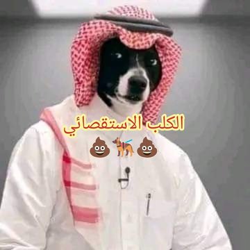 @mohllj2 الكلب العاوي صلاح الغاوي