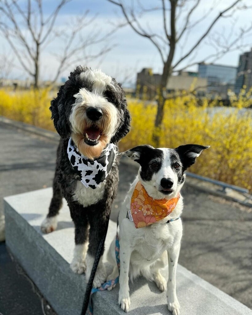 cowboymagic's tweet image. Happy Saturday!!
Photo from @itsya_boykev
•
"Sunny days = happy doggos 😃☀️🐶

Bandanas: @barkndblue (new collection just dropped!!)
Code: KEVIN15

Harness/leash: @shawncopets 
Code: KEV15OFF"

#sheepadoodle #sheepadoodlesofinstagram #sheepadoodlepuppy … instagr.am/p/C6RqMShyPhc/