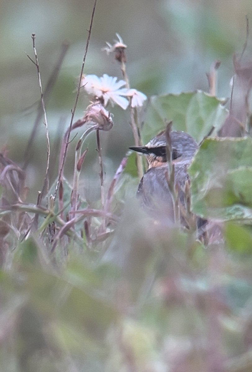 #bucksbigbirdweekend a few stand out moments. Early unexpected Marsh Harrier over Marlow, the rare sight of Goosanders breeding on the Buck's Thames (image on Berks side), @Adamdbassett epic 150 Arctic Terns! (I only saw a handful), & N. Wheatear. @bucksalert @WildMarlow1.