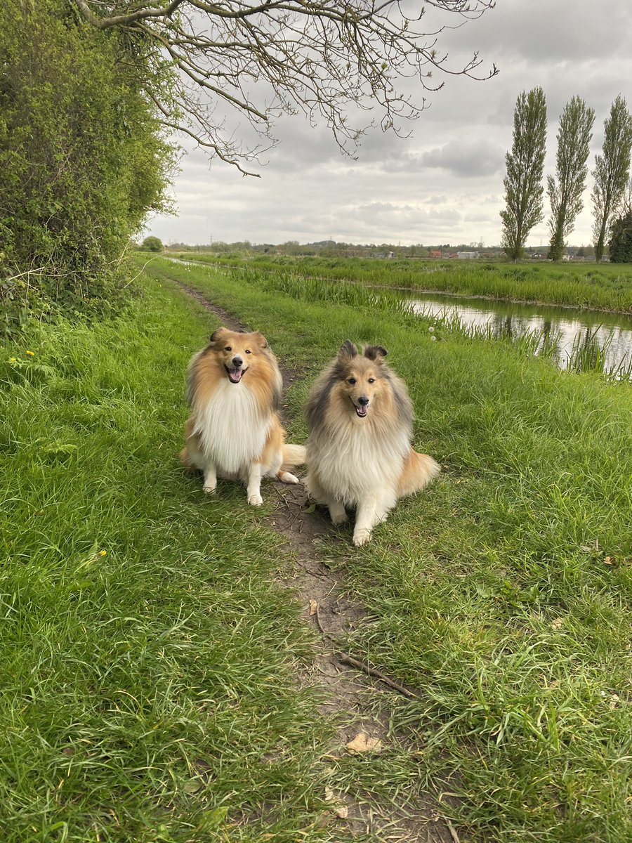 DadWoodys's tweet photo. Saturday evening walk with Woody and Fonzie #northnotts #shelties #dogwalks https://t.co/6KxtDYPp6I