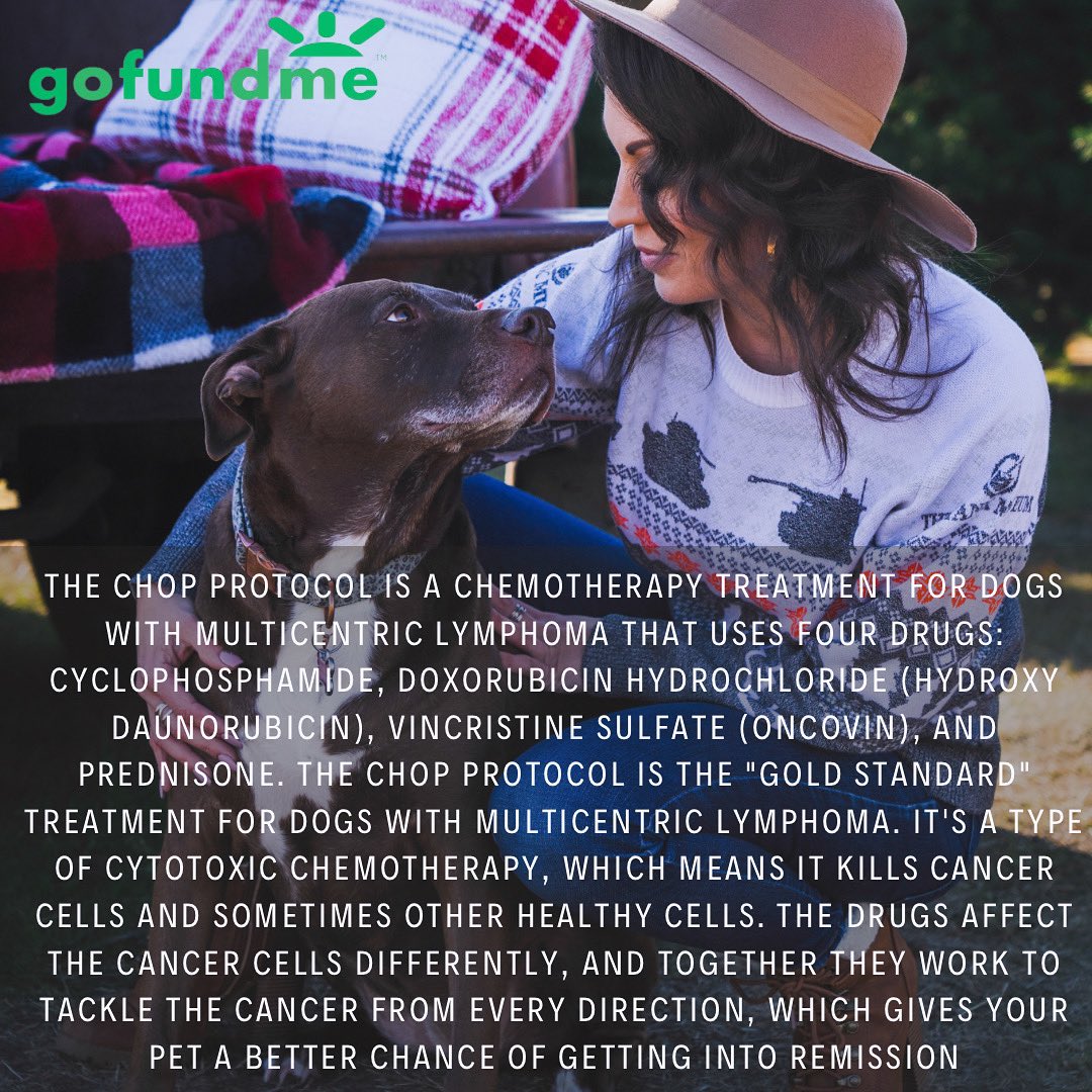 HistoryChick41's tweet photo. We’re over half way there for Lucy to complete her full CHOP Chemo treatment. Let’s get her fully funded to live a beautiful life. Thank you all for your support.

https://t.co/XnsHiFVaLt ❤️
.
.
#dogmom #furbaby #history #militaryhistory #cancersucks https://t.co/YCLTuPu1wd