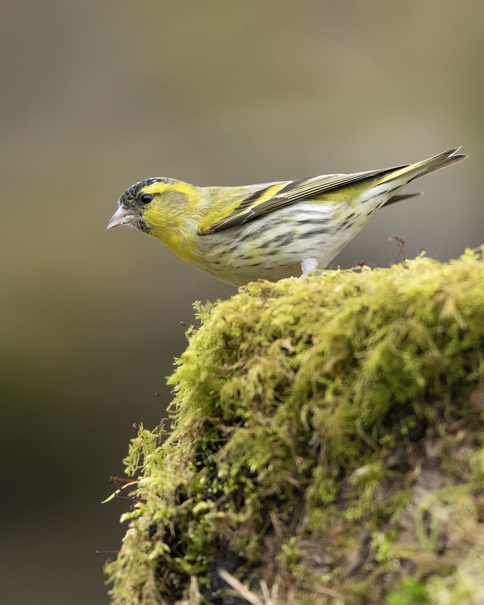 📸 All set for tomorrow's shoot! My Nikon D850 is charged up, and my memory cards are ready to capture some incredible moments. Here’s a Siskin