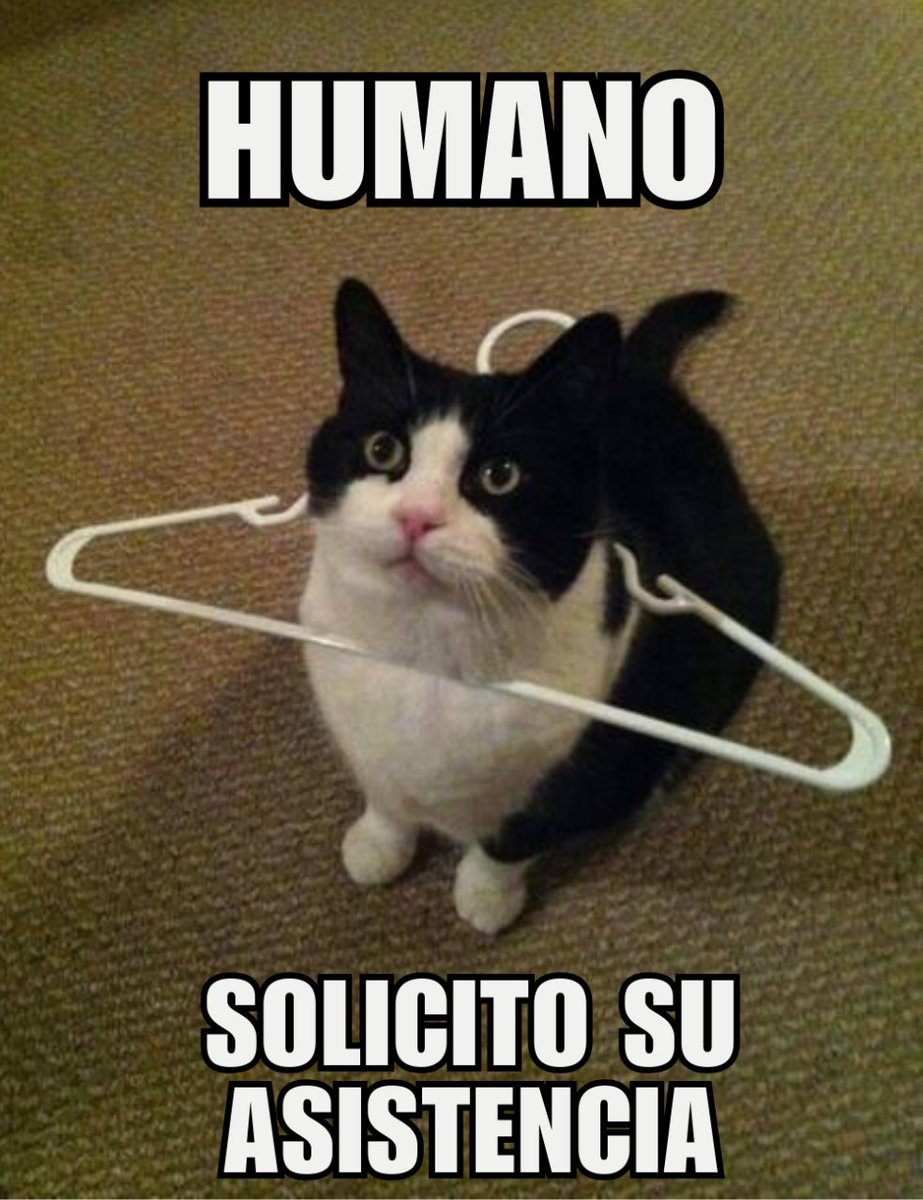 Esos gatos locos (@EsosGatosLocos) on Twitter photo 2024-04-27 21:50:16