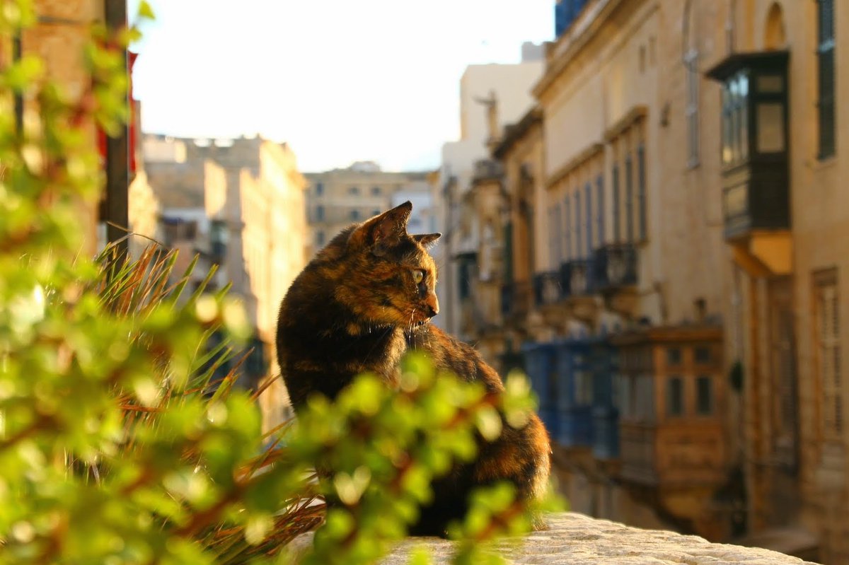 Hace un tiempo me crucé con este gato maltés. Se los muestro porque no sé si a ustedes les gustan los gatos.